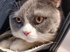 -关爱宠物医院·猫科中心·消化科(滨湖万达分院)