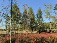 -昆山城市生态森林公园