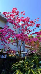 点击看大图 -宝生月子中心(独栋园林·福田店)