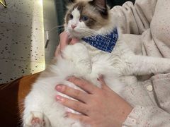-喵喵咪呀布偶猫咖(春熙路店)