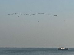 -大湾区中央湿地公园