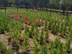 -国家植物园南园