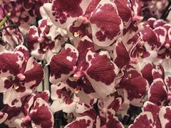 -双季花艺园艺市场(浦东店)