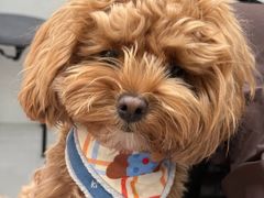 -八公叔叔宠物美容连锁(春申店)