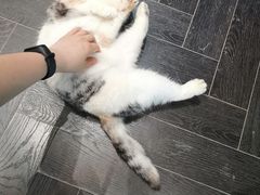 -猫色咖啡·猫咖