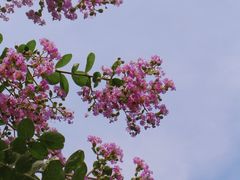 -黄鹤楼