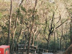 -上海佘山国家森林公园天马山园