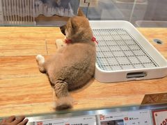 -狗道宠物(常熟印象城店)