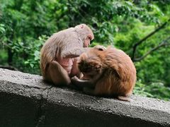 -黔灵山公园