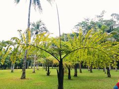 -中国科学院西双版纳热带植物园