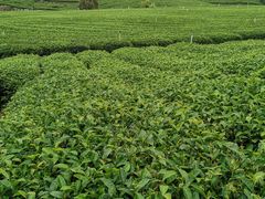 -优游吧斯邹族文化部落