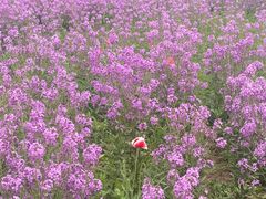 -祥源·阜阳生态乐园