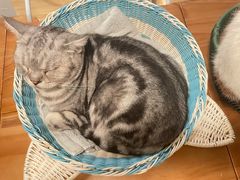 -Cappucimeow猫咪咖啡馆(韦伯时代店)