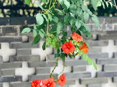 -龙华寺