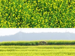 -光明小镇欢乐田园