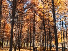 -塞罕坝国家级自然保护区