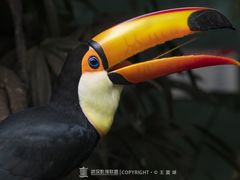 -广州长隆野生动物世界