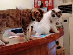 -猫色咖啡·猫咖