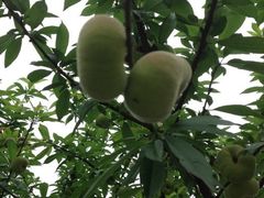 iphone_upload_pic-旺山景区