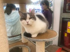 -猫冇咖·家门口的撸猫馆(大融城店)