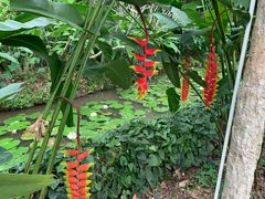 -中国科学院西双版纳热带植物园