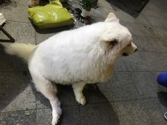 -创凡宠物医院·骨专科  猫科中心(西乡分院)