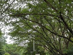 -雁南飞茶田景区