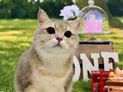 -囡的喵喵酱·萌宠生活馆·宠物洗护美容(胶州路店)