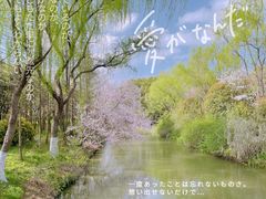 -顾村公园