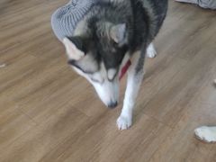 -Husky Go! 哈士奇体验馆·宠物咖啡厅狗咖