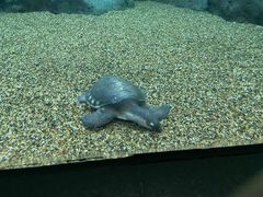 -上海海洋水族馆