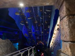 -芜湖新华联大白鲸海洋公园