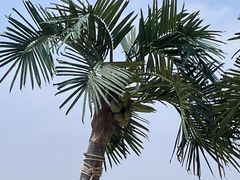 -日照海滨国家森林公园