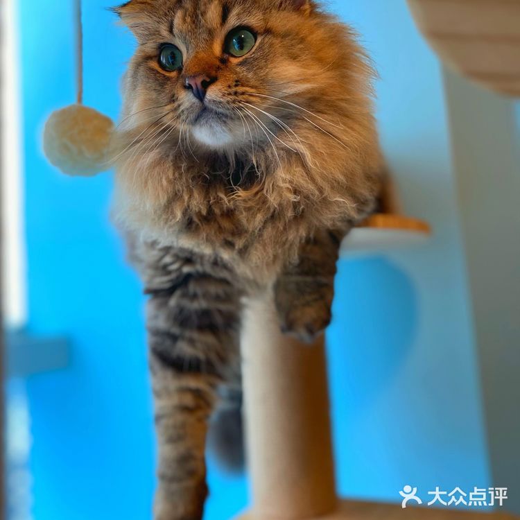 咖｜2只驼驼+27只猫猫的至尊服务
