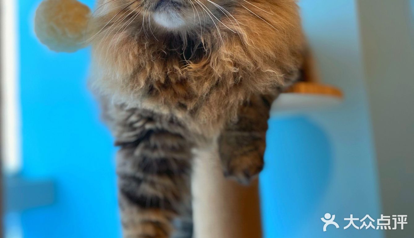 咖｜2只驼驼+27只猫猫的至尊服务