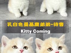 -小猫来了·猫舍(红山六九七九店)