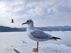 -海埂大坝