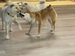-柴迷FANS CLUB·柴犬狗咖·猫咖
