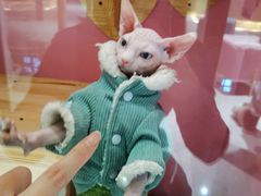 -大张烙馍村(泉山店)