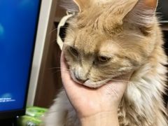 -关爱宠物医院·猫科中心·消化科(滨湖万达分院)