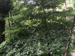 -清迈丛林飞跃 JungleFlight