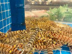 -田园居·佳宴(桑田路店)