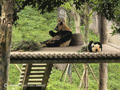-中国大熊猫保护研究中心雅安碧峰峡基地