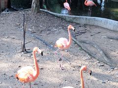 -清迈夜间动物园