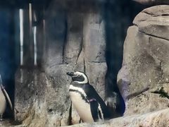 -西安曲江海洋极地公园