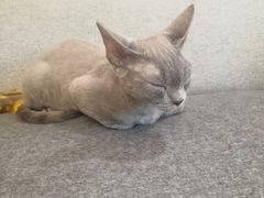 -米宠家·撸猫猫咖小萌宠·猫咪洗澡·猫咪寄养(高新大都荟店)