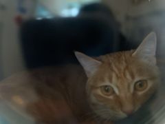 -纳吉亚猫专科动物医院·北北分院