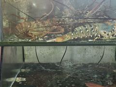 -岛中岛·海鲜大排档·万宁老字号(东澳店)