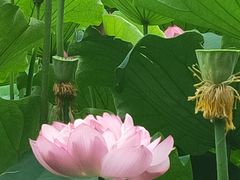 -陈家山荷花公园
