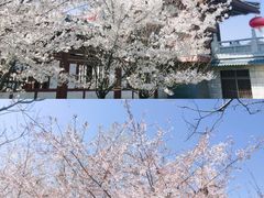 -西安青龙寺遗址景区